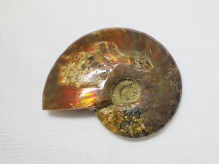 Ammonites split pair (per gram)